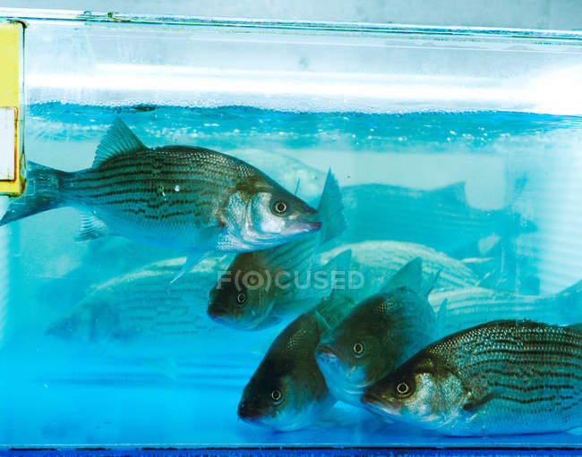 Pesci vivi che nuotano in acquario blu al mercato del pesce, da vicino — Foto stock