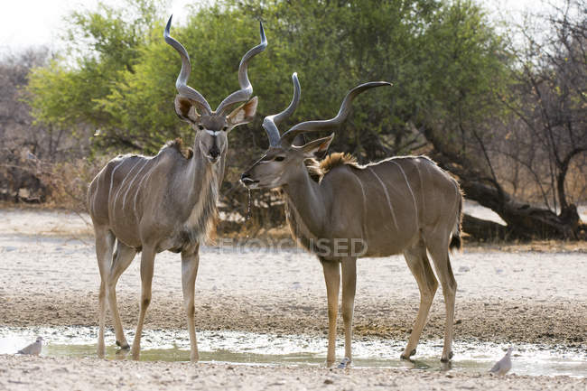 Deux grands kudus mâles debout près d'un trou d'eau au Botswana — Photo de stock