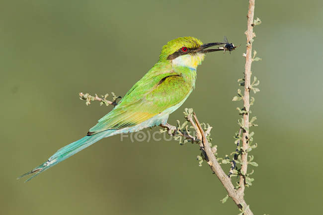 Close-up view of beautiful swallow tailed bee eater perching on branch — Stock Photo