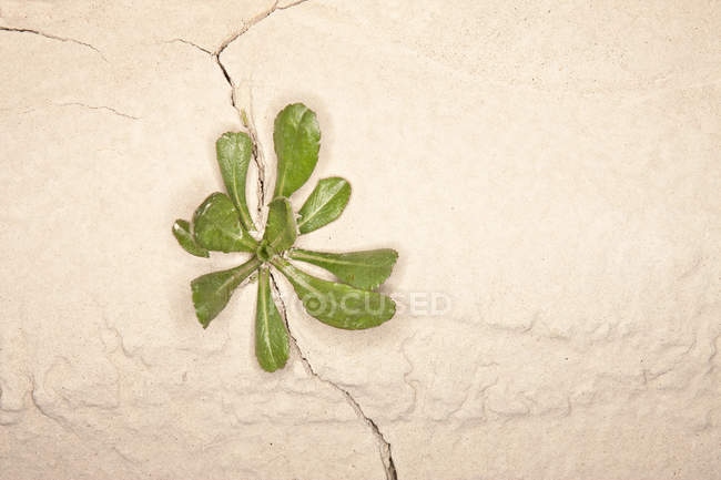 Erva daninha crescendo em uma rachadura em uma parede, vista close-up — Fotografia de Stock