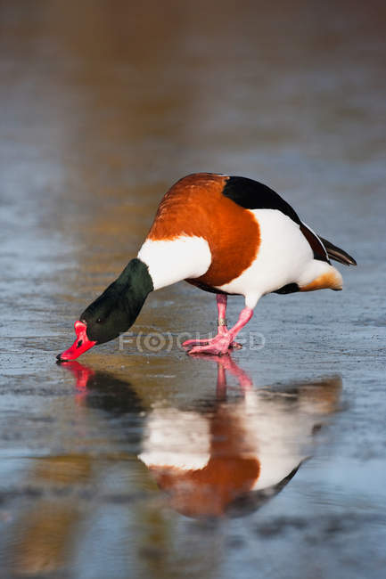 Загальні shelduck питної води від водоплавних птахів — стокове фото