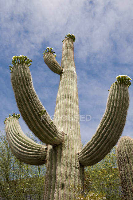 Vue à angle bas du cactus contre le ciel bleu — Photo de stock