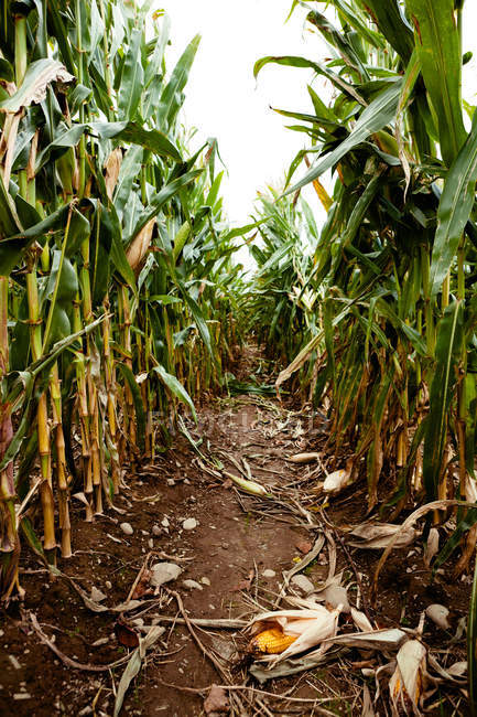 Vue du champ de maïs, perspective décroissante — Photo de stock