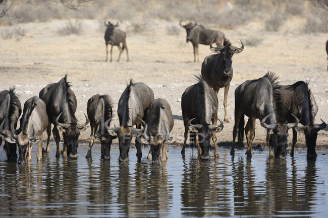Manada de ñus azules que beben agua del río Kalahari, Botswana - foto de stock