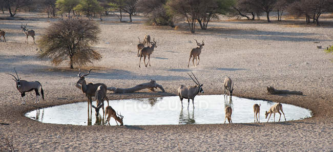 Panoramic view of greater kudus and impalas at waterhole — Stock Photo