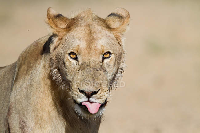 Un hermoso león sacando la lengua y mirando a la cámara - foto de stock