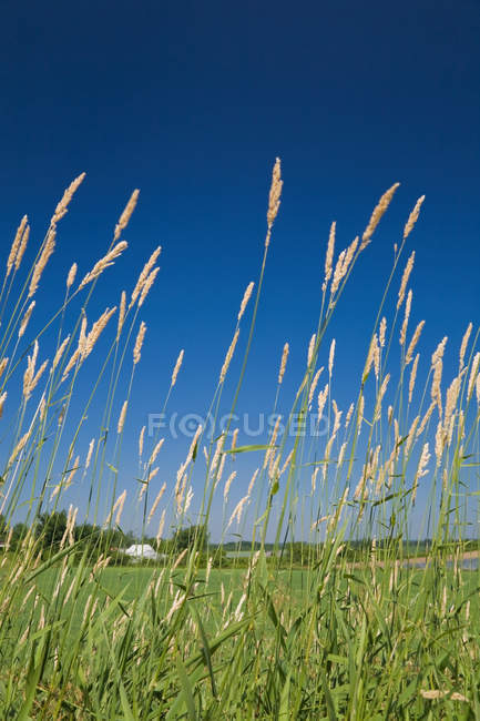 Wild grass against blue sky in Quebec, Canada — Stock Photo