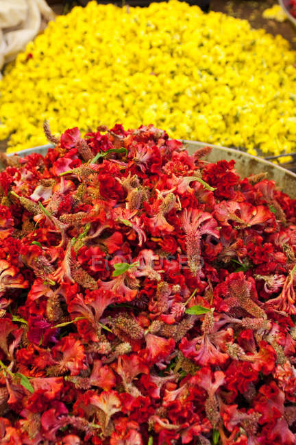 Flores vermelhas e amarelas para venda no mercado, Mysore, Karnataka — Fotografia de Stock