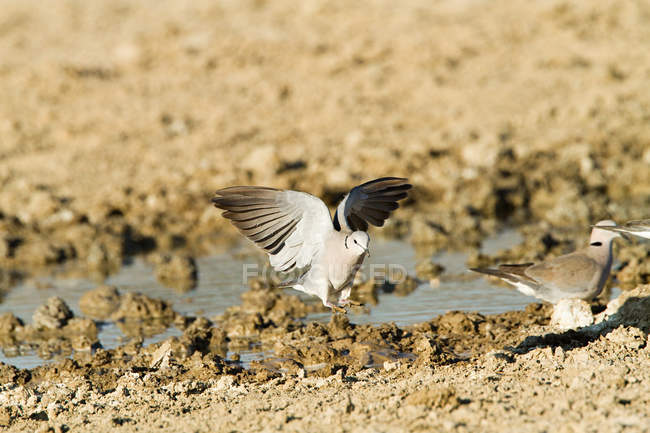 Turtle dove flapping wings near water — Stock Photo