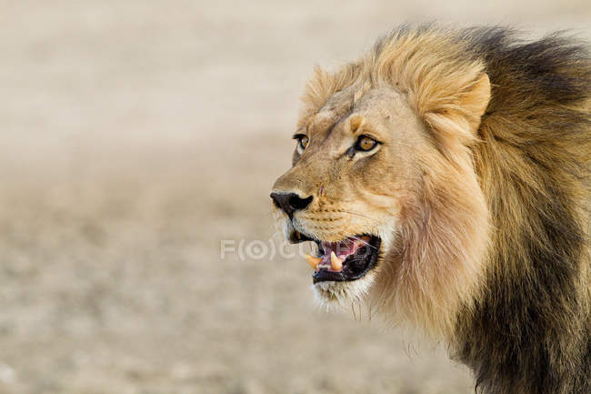 Вид самца африканского льва, выстрел в голову — стоковое фото