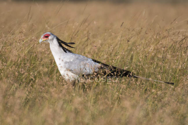 Side view of secretary bird standing in grass, Masai Mara, Kenya — Stock Photo