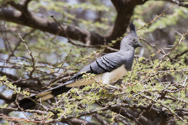 Oiseau disparu à ventre blanc assis sur un arbre dans la réserve nationale de Samburu, au Kenya — Photo de stock