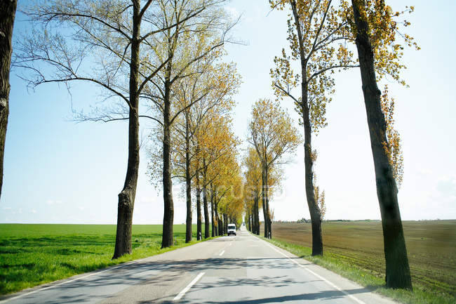 Сельская дорога с деревьями в Дрездене, Германия — стоковое фото