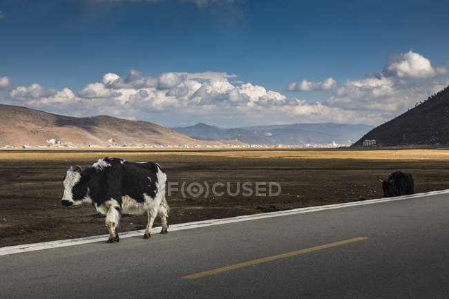 Vaches marchant sur la route, comté de Shangri-La, Yunnan, Chine — Photo de stock