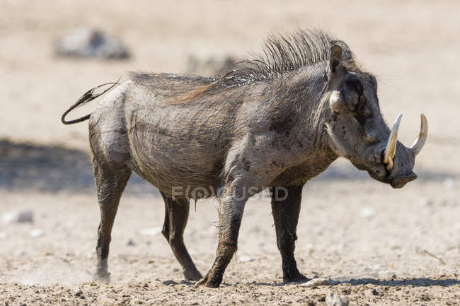 Warthog em pé no buraco da água, Kalahari, Botswana — Fotografia de Stock