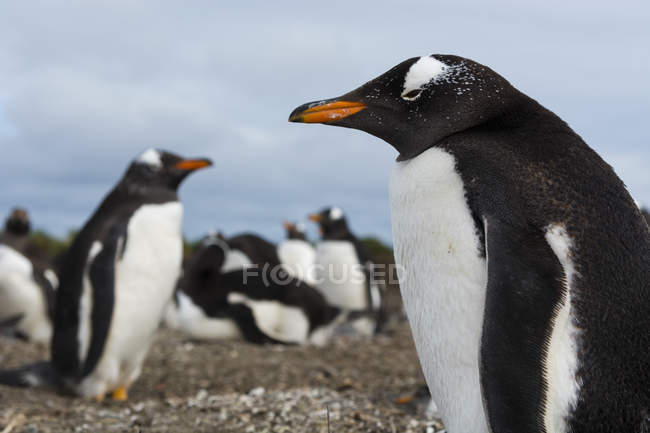 Pinguins Gentoo (Pygoscelis papua), Port Stanley, Ilhas Falkland, América do Sul — Fotografia de Stock
