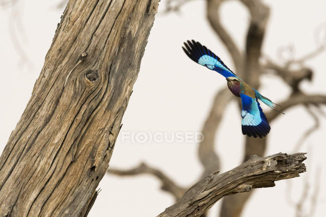 Schöner blauer Vogel fliegt in der Nähe von Bäumen in Savuti, Chobe Nationalpark, Botswana — Stockfoto