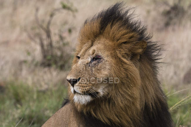 León sentado en la hierba durante el tiempo ventoso y mirando hacia otro lado en Masai Mara, Kenia - foto de stock