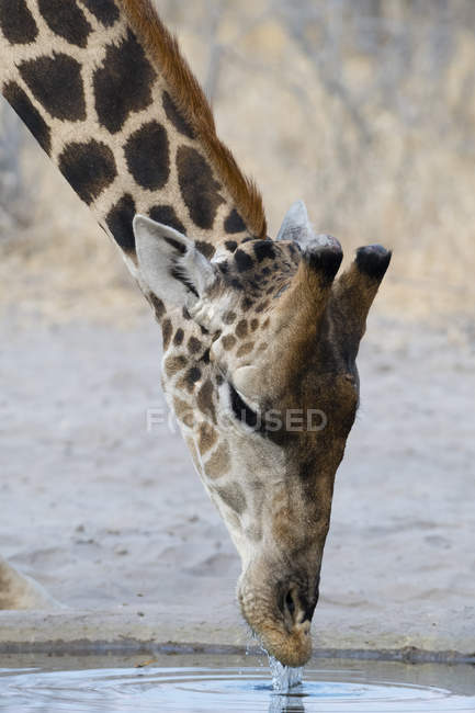 Southern giraffe drinking water in Kalahari, Botswana — Stock Photo
