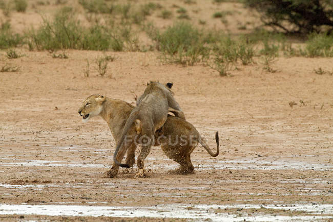 Vista di due leoni che combattono, Africa — Foto stock