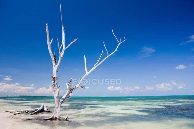 Albero sulla spiaggia, Punta Allen, Yucatan, Messico — Foto stock