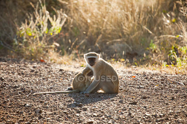 Macaco com bebê sentado no chão com grama seca no fundo — Fotografia de Stock