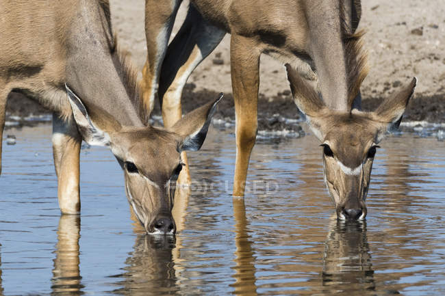 Dos hembras mayor kudus agua potable de pozo de agua en botswana - foto de stock