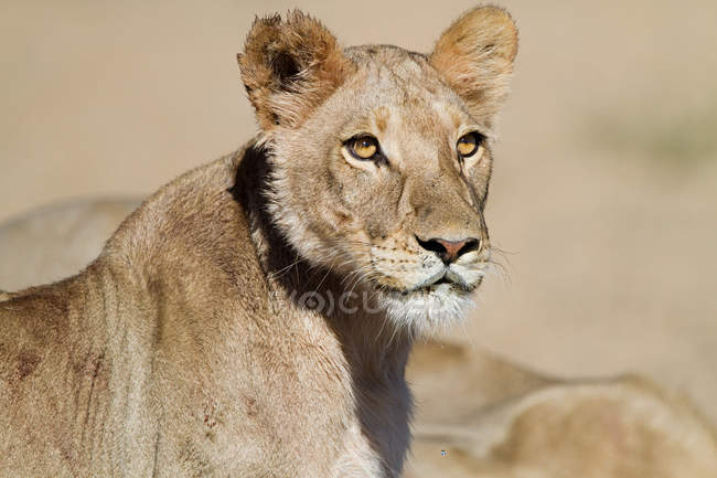 Vista de leão fêmea, close-up, África — Fotografia de Stock