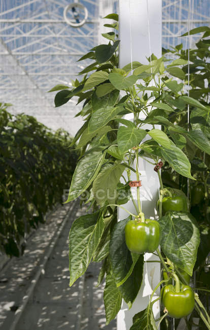 Green peppers growing in greenhouse, Zevenbergen, North Brabant, Netherlands — Stock Photo