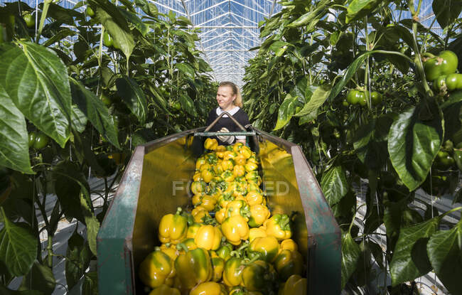 Woman harvesting pepper, Zevenbergen, North Brabant, Netherlands — Stock Photo
