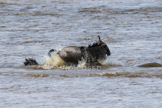 Nilkrokodil attackiert Gnu im Mara-Fluss, Masai-Mara-Nationalreservat, Kenia — Stockfoto
