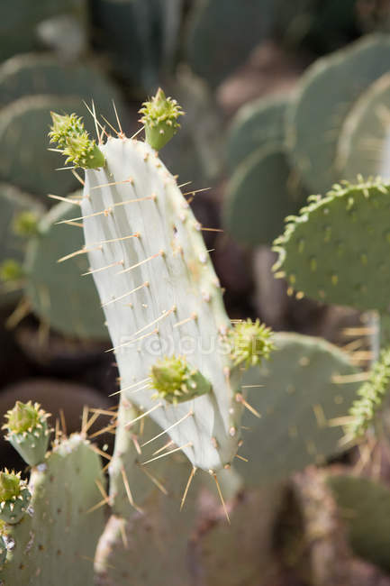 Cactus focus on foreground, close up — Stock Photo