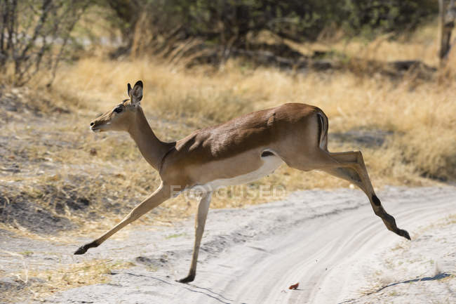Vista lateral de Impala pulando na estrada em Okavango Delta, Botswana — Fotografia de Stock