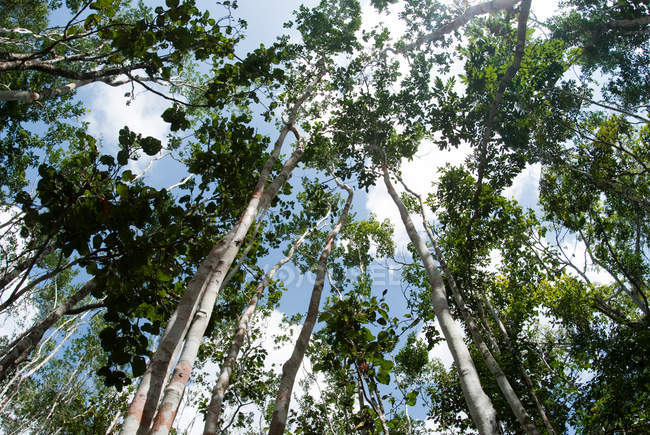 Низкий угол обзора деревьев против голубого неба в тулуме, Мексика — стоковое фото