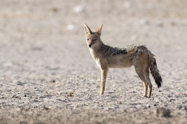 Black-backed jackal, Canis mesomelas, Kalahari, Botswana — Stock Photo