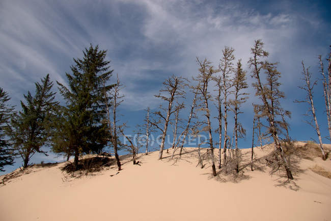 Dune di sabbia con pini in California, USA — Foto stock