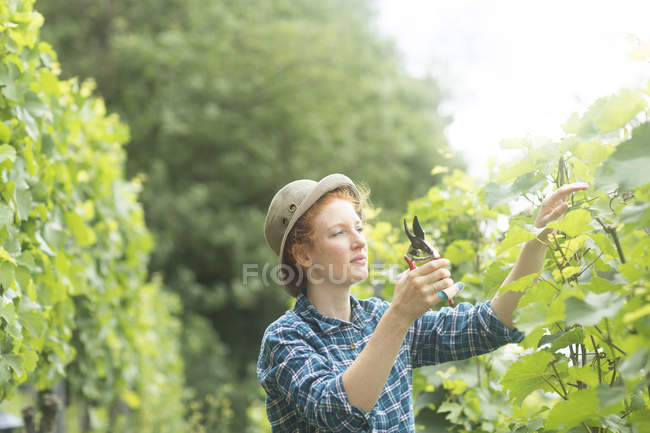Femme travaillant dans le vignoble, Baden Wurttemberg, Allemagne — Photo de stock