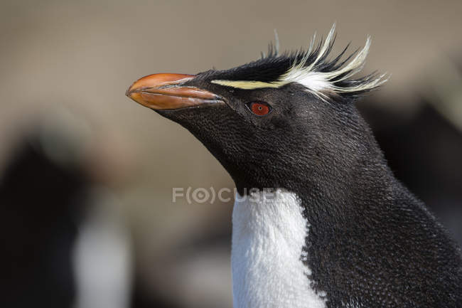 Retrato de cerca del pingüino Rockhopper, Port Stanley, Islas Malvinas, América del Sur - foto de stock
