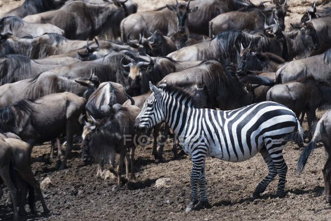Sovvenzioni zebra e gnu sulla riva del fiume Mara, Masai Mara National Reserve, Kenya — Foto stock