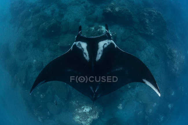 Giant oceanic manta ray, overhead view, Revillagigedo, Tamaulipas, México — Fotografia de Stock