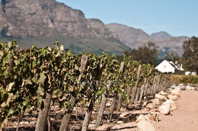 Виноград в винограднике с домами на заднем плане возле гор — стоковое фото