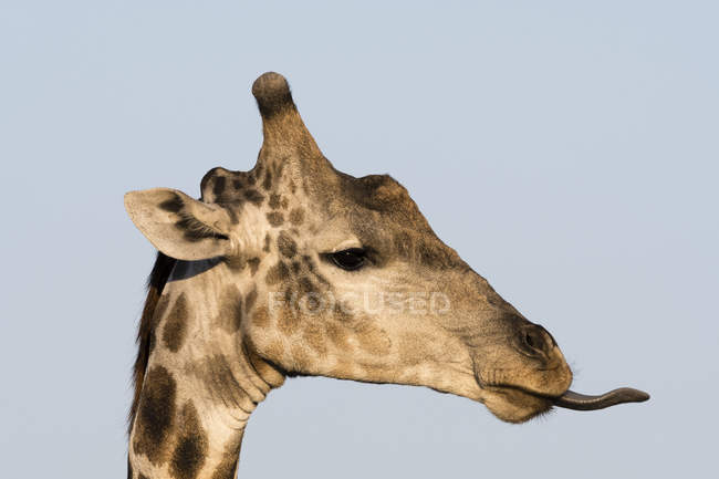 Portrait of southern giraffe in Kalahari, Botswana — Stock Photo