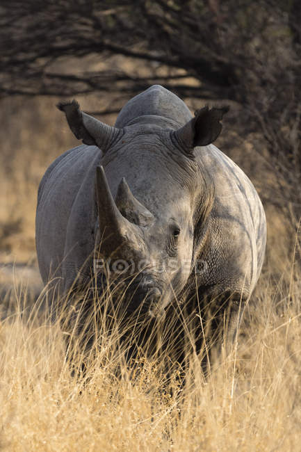 Rinoceronte bianco che guarda la macchina fotografica e in piedi sull'erba — Foto stock