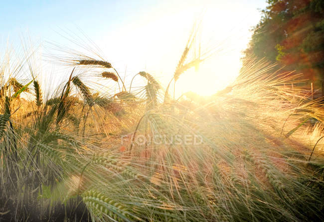Luz solar en el campo de trigo, Eastbourne, East Sussex, Reino Unido, Europa - foto de stock