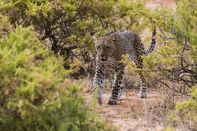 Leopard auf Pfad zwischen Büschen, Samburu National Reserve, Kenia — Stockfoto
