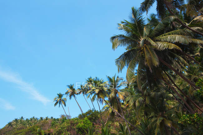 Grüne Palmen mit blauem Himmel auf Goa, Indien — Stockfoto