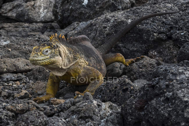 Земля игуаны (Conolophus subcristatus) на скалах, остров Южная Пласа, Галапагосские острова, Эквадор — стоковое фото