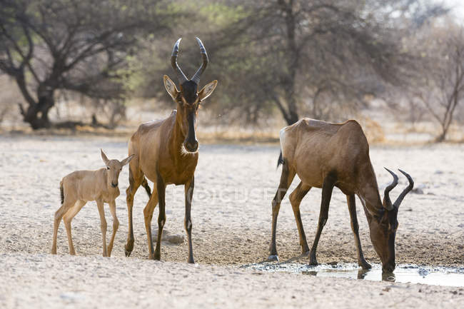 Tres Red hartebeests de pie y bebiendo en el abrevadero en África - foto de stock