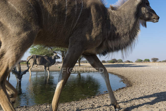 Greater kudu walking on sand near waterhole in kalahari, botswana — Stock Photo