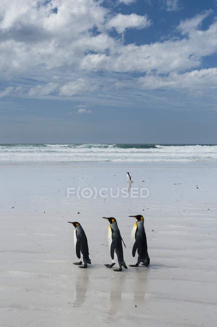 Pinguini reali che camminano verso il mare, Port Stanley, Isole Falkland, Sud America — Foto stock